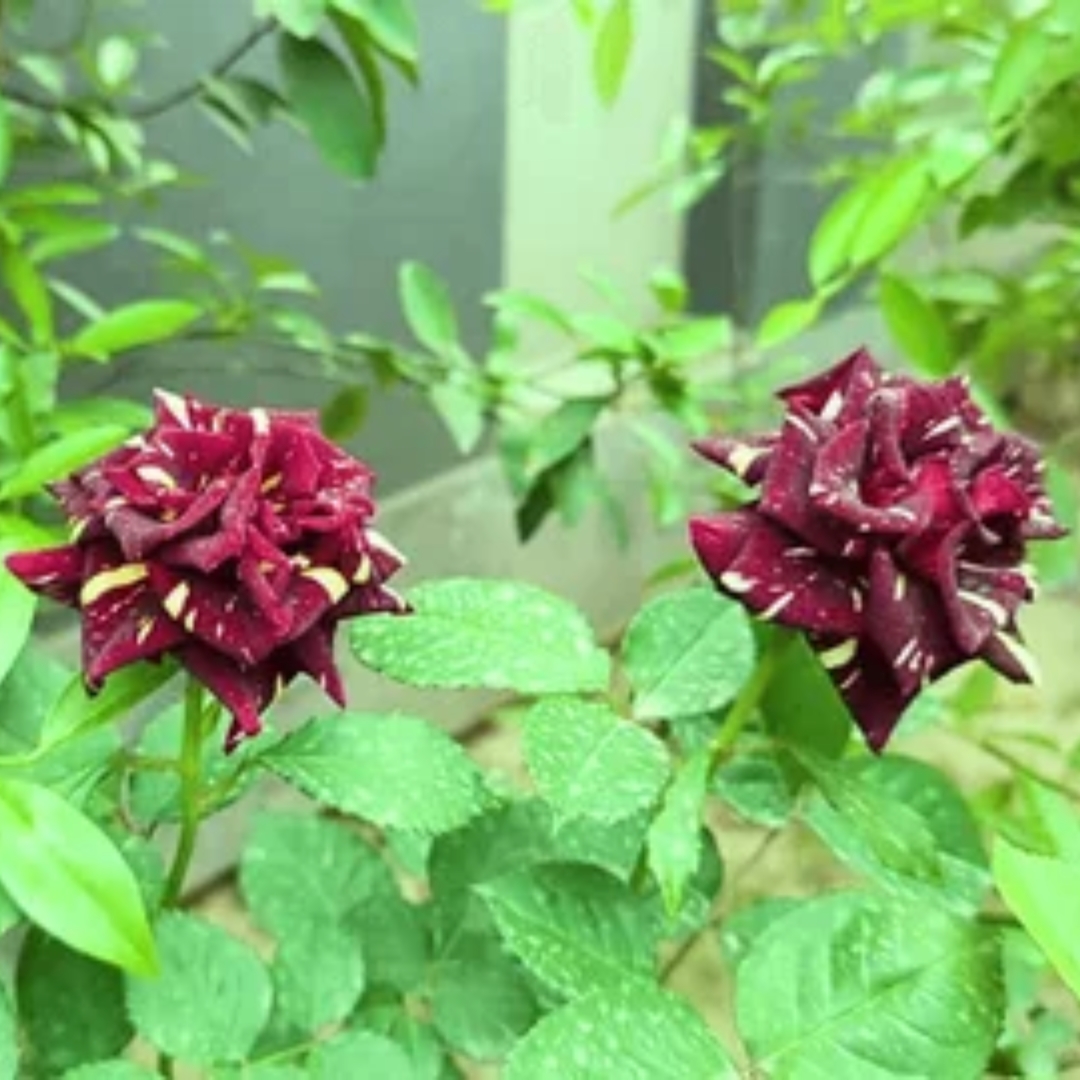 Velvet Fragrance Manufacturer and Supplier in Delhi